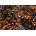Castorland - Puzzle Chocolate Treats - 500 piese
