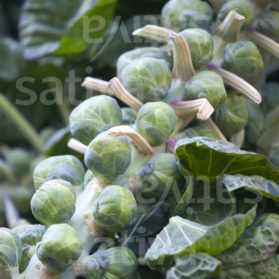 Bio růžičková kapusta Sativa selection