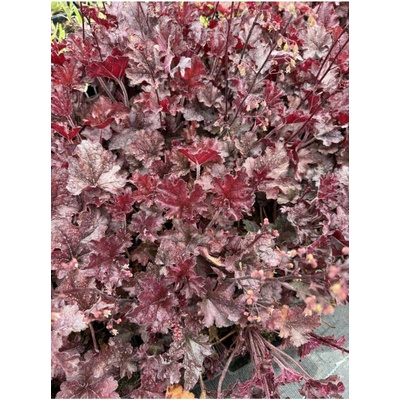 Heuchera americana PALACE PURPLE - dlužicha