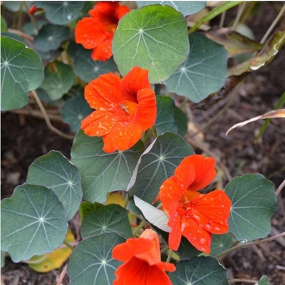 Kapucínka nízka Princess of India - Tropaeolum minus - semená - 15 ks