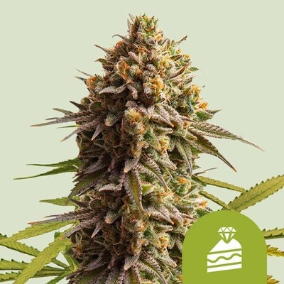 Royal Queen Seeds Wedding Cake AUTO semena neobsahují THC 3 ks