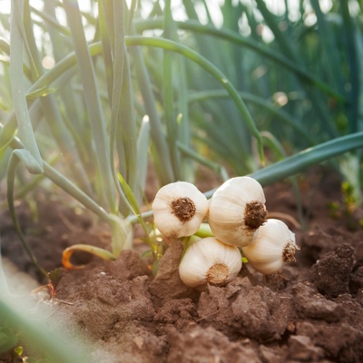 Sadbový česnek Dukát - Allium sativum - paličák - cibule česneku - 1 balení – Zboží Mobilmania