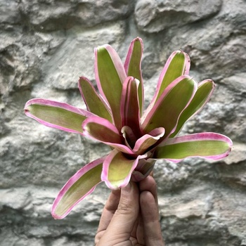 Neoregelia - Mini