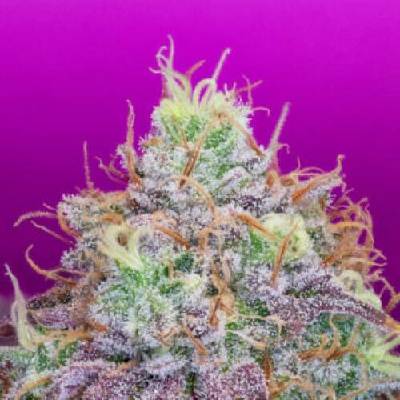 Pure Instinto Watermelon Zkittles semena neobsahují THC 3 ks
