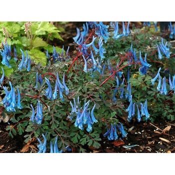 Corydalis Blue Heron