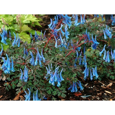 Corydalis Blue Heron