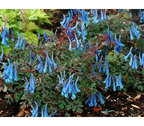 Corydalis Blue Heron