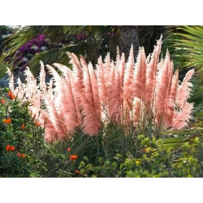 Pampová tráva 'Rosea', kvetináč 9 cm