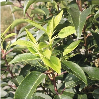 Bobkovišeň portugalská FloraSelf Prunus lusitanica 'Angustifolia' výška 125-150 cm kvetináč 15 l