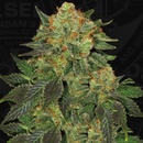 T.H. Seeds Bubblegum semena neobsahují THC 10 ks