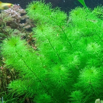 Myriophyllum sp. Guyana