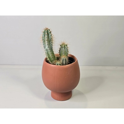 Pilosocereus Azureus