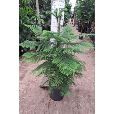 Araucaria heterophylla 30x130 cm