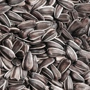 Biostan Biokron Slunečnice černá 5 kg