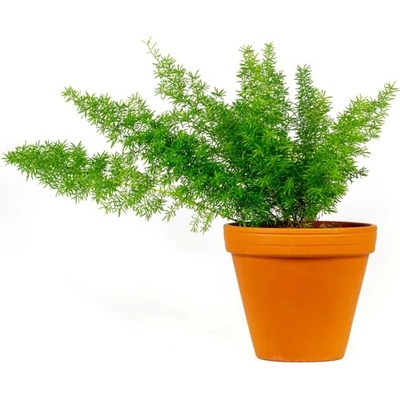 Gardners Asparagus densiflorus Meyers, průměr 12 cm Asparágus