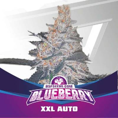 BSF Seeds Blueberry XXL AUTO semena neobsahují THC 12 ks
