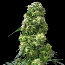 SENSI SEEDS Early Skunk semena neobsahují THC 25 ks