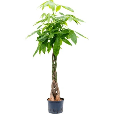 Pachira aquatica Stem braided 25/19 v.140 cm