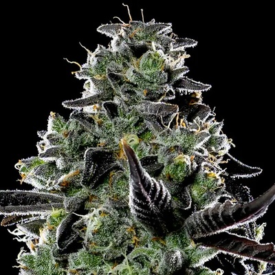 Anesia Seeds Violet Face Auto semienka neobsahujú THC 10 ks