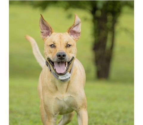 PetSafe® Classic