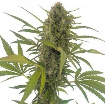 Élite Seeds Gorilla Snow Ultra CBD semena neobsahují THC 7 ks