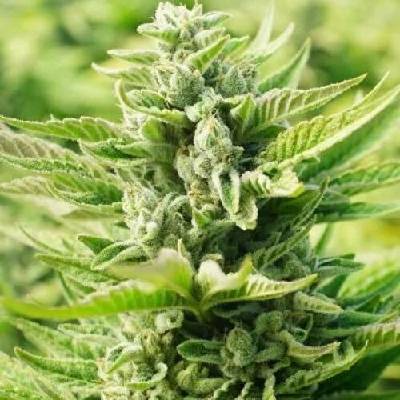 PowerStrains OG Kush Original semena neobsahují THC 5 ks