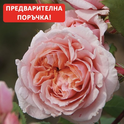 Guillot® Роза Paul Bocuse®