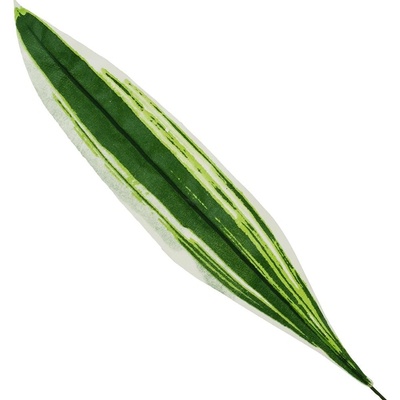 AKCIA! 25FLK1025 LIST DRACENA 60CM