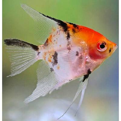 Pterophyllum scalare