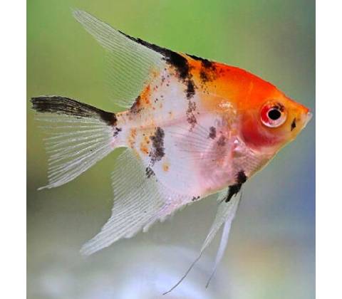 Pterophyllum scalare