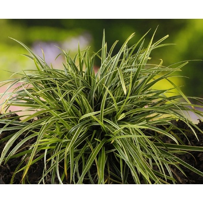 GREENBOSS FLOWER Ostřice 'Ice Dance' Průměr květináče: 9 až 12 cm