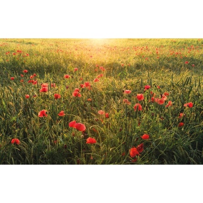Komar Vliesová fototapeta Poppy World 450 x 280 cm