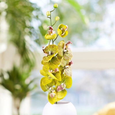 Weltbild Weltbild Umelá orchidea, zelená