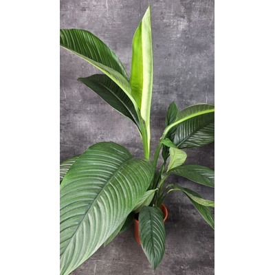 Spathiphyllum Sensation XXL (Lopatkovec Toulcovka, tento druh je největší na světě)