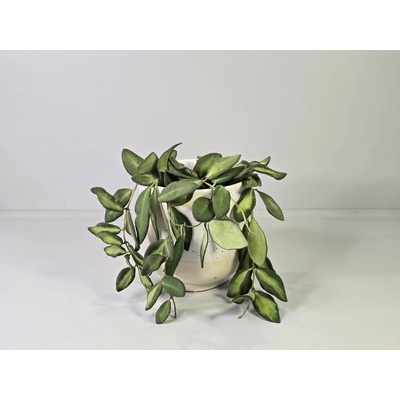 PlanBros flower Hoya "DS 70"