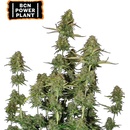 Seedstockers BCN Power Plant AUTO semena neobsahují THC 1 ks