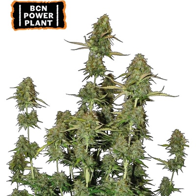 Seedstockers BCN Power Plant semena neobsahují THC 3 ks