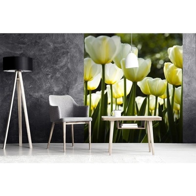 Dimex MS-3-0127 vliesová fototapeta na zeď Bílé tulipány rozměry 225 x 250 cm