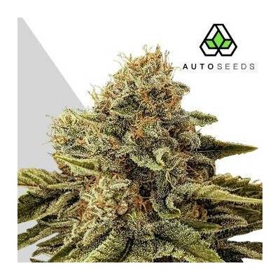 Auto Seeds Godfather OG Auto semena neobsahují THC 5 ks
