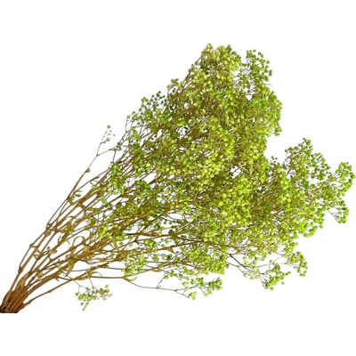 Stabilizovaná Gypsophila - Nevestin závoj 80g - svetlozelený