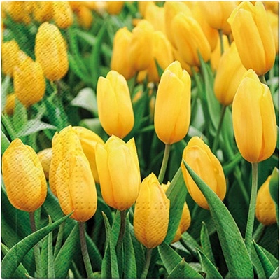 Paw ubrousky L Tulips Field 33x33cm