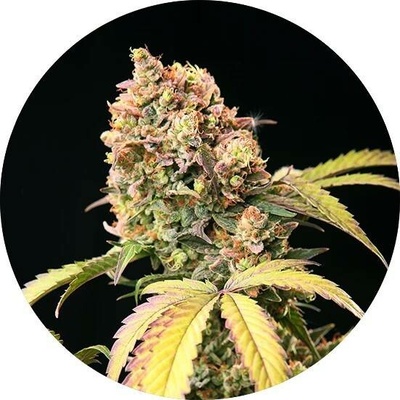 Top Tao Seeds AUTO Tao Mix 2 regular semena neobsahují THC 15 ks