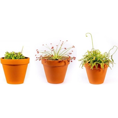 Gardners Drosera mix, průměr 9 cm Rosnatka