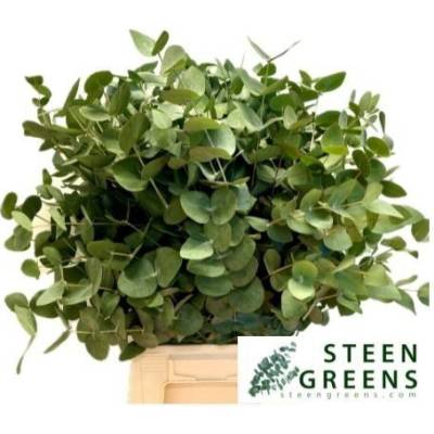EUCALYPTUS CINEREA 60cm/200g