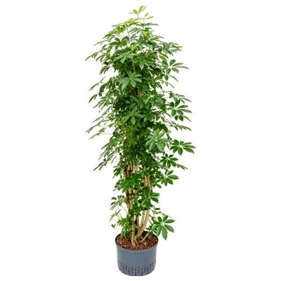 Schefflera arboricola Column Pots. 28/19 cm výška 160 cm