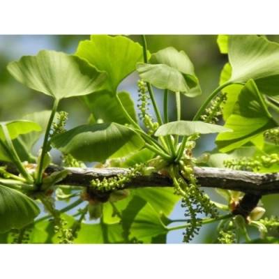 Ginko dvojlaločné (Ginkgo biloba) – výška 30-50 cm, kont. C2L
