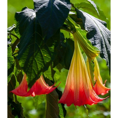 Durman krvavý - Brugmansia sanguinea - osivo durmanu - 7 ks