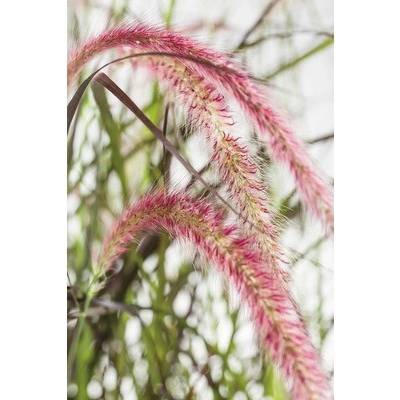 Dochan psárkovitý červený FloraSelf Pennisetum advena 'Summer Samba' 20-40 cm květináč 3 l