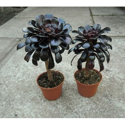 Aeonium arboreum v. atropurpureum Schwarzkopf (větší rostlina)