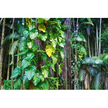 DIMEX ART s. r. o Флизелинов фототапет листа в тропическа джунгла 375 x 250 см